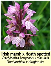 orchid, spotted x marsh - D x dinglensis