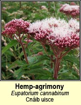 hemp-agrimony (cnib uisce)