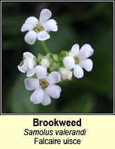 brookweed (falcaire uisce)
