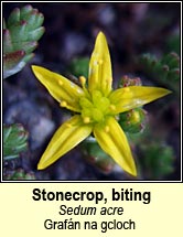 stonecrop,biting (grafn na gcloch)