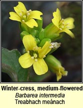 wintercress,medium-flowered (treabhach menach)