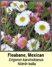 fleabane,Mexican (nóinín balla)
