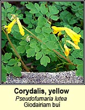 corydalis,yellow (giodairiam bu)