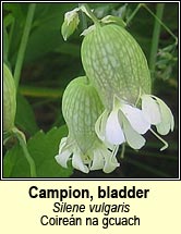 campion,bladder (coiren na gcuach