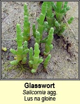 glassworts (lus na gloine)
