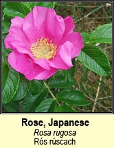 rose,japanese (rós rúscach)