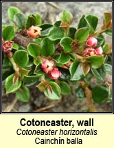 cotoneaster,wall (cainchín balla)
