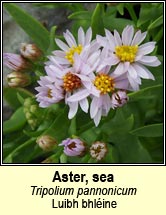 aster,sea (luibh bhléine)