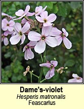 dames-violet (feascarlus)