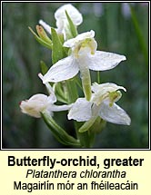 butterfly-orchid,greater (magairlín mór an fhéileacáin)