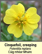 cinquefoil,creeping