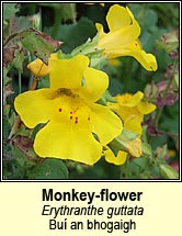 monkey-flower (buí an bhogaigh)