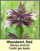 woundwort,field (cuislín gan duaire)