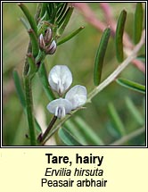 tare,hairy (peasair arbhair)