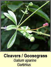 cleavers (garbhlus)