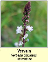 vervain (beirbhine)