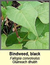 bindweed,black (glúineach dhubh)