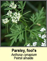 parsley,fools (peirsil amaide)