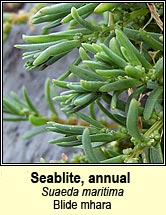 seablite,annual (blide mhara)