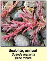 seablite,annual (blide mhara)