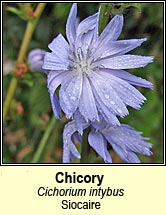 chicory (siocaire)