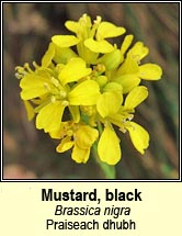 mustard,black (praiseach dhubh)