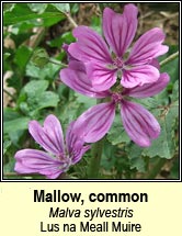 mallow,common (lus na meall muire)