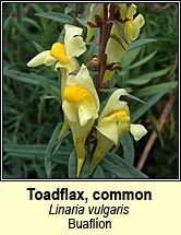 toadflax,common (buaflon)