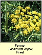 fennel (finéal)