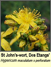 st.johns-wort,hybrid