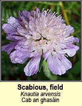 scabious,field (cab an ghasin)