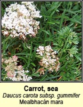 carrot,sea (mealbhacán mara)