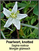 pearlwort,knotted (mongán glúineach)
