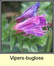 vipers-bugloss (lus nathrach)