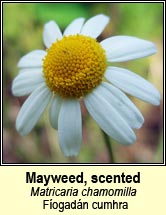 mayweed,scented (fíogadán cumhra)