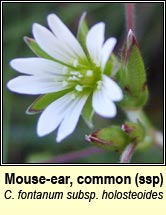 mouse-ear,common ssp.