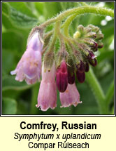 comfrey,russian (compar Rúiseach)