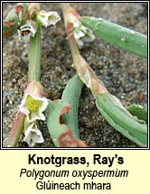 knotgrass,ray's (glúineach ghlé)