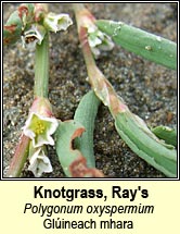 knotgrass,ray's (glineach ghl)