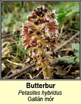 butterbur (galln mr)