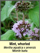 mint,whorled (mismín burla)