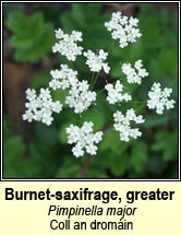 burnet-saxifrage,greater(coll an dromáin)