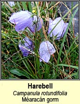 harebell (maracn gorm)