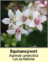 squinancywort (lus na haincise)