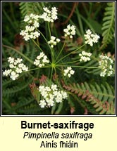 burnet-saxifrage (ainís fhiáin)