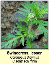 swinecress,lesser (cladhthach mhín)