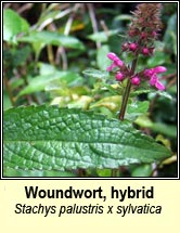 woundwort,hybrid