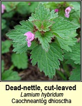 dead-nettle,cut-leaved (caochneantg dhiosctha)