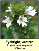 eyebright,western, Euphrasia tetraquetra