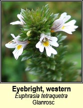 eyebright (glanrosc)